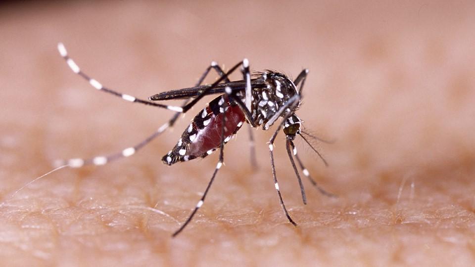 Mosquito and chikungunya